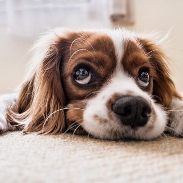 Dog Sad Waiting Floor Sad Dog Pet Puppy Animal