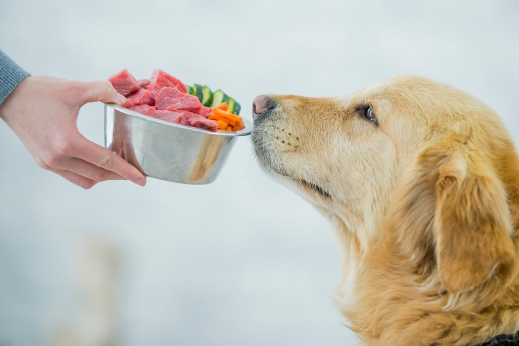 A dog looking at the camera