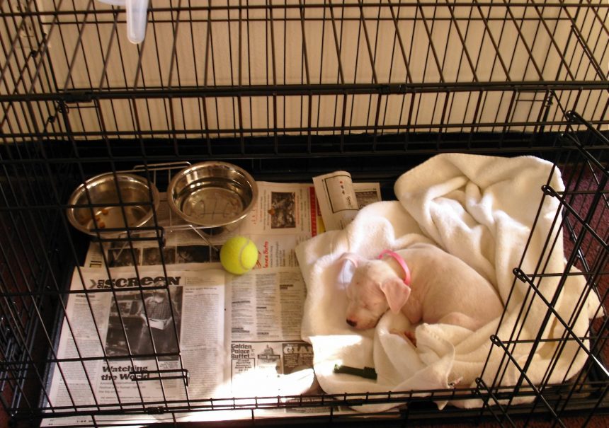 How to Crate Train a Dog Funny Dog