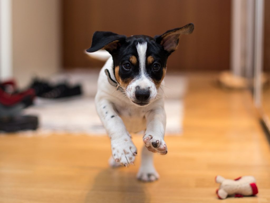 A small dog looking at the camera