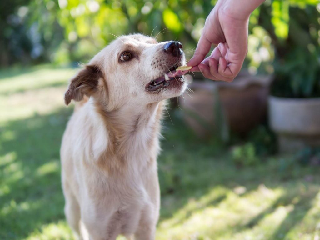 A person holding a dog