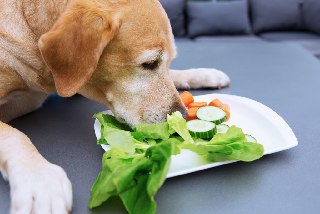 A close up of a dog lying on a table